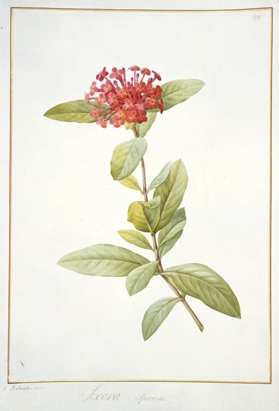 Ixora speciosa, 1812 de Pierre Joseph Redouté